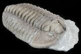 Bargain Flexicalymene Trilobite - Ohio #40748-1